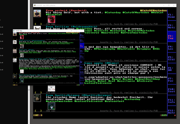 screenshot of two instances of a text based mastodon client both showing a timeline for the tag CatsOfMastodon