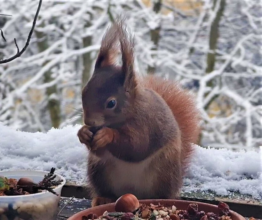 Rotes Eichhörnchen knabbert an Nuss