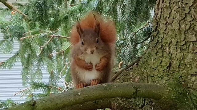 Junges rotes Eichhörnchen sitzt in Fichte.
