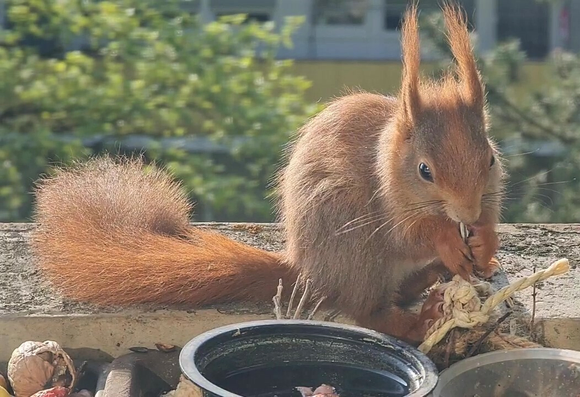 Junges rotes Eichhörnchen knabbert Sonnenblumenkern