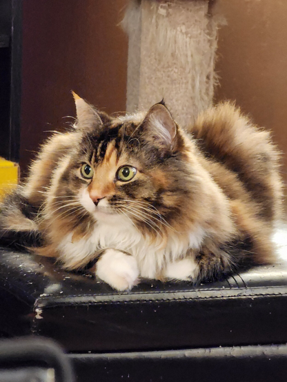 A very cute, very soft torbie (tortoiseshell tabby) sitting on a black piano bench, looking off to her right. She is in load position, haunches poking up, paws daintily tucked in front.