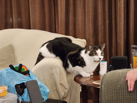A kinda derpy black/gray/white calico sitting with his haunches on a cream-coloured loveseat armrest and his forepaws on an end table beside it.
His front half is down lower than his back half.