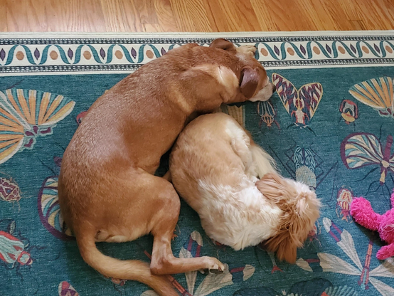 My two dogs, spooning on a rug. Larger 40 lb dog spooing smaller Shih tzu/Chihuahua mix. Both tan-colored.