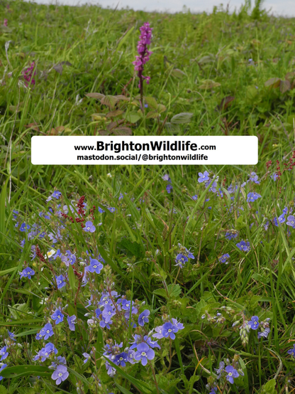 www.BrightonWildlife.com 