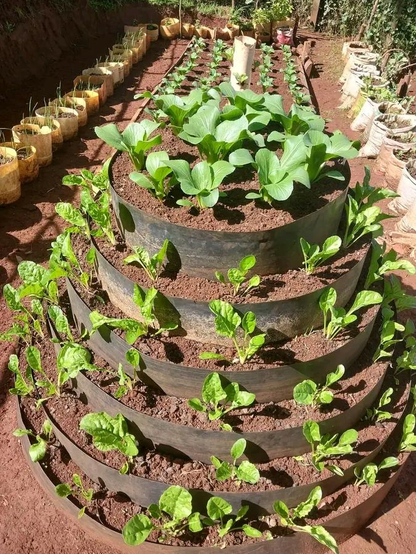 A row of soil round by spinach and on the top there are some lettuce 
On the left hand side there are plastic containers full of soil and with in there are onions 
On the right hand side,there are sacks full of soil and with in there are also onions 
On the background behind the row ,there are four lines of young brassica