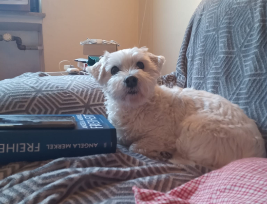 Kanzlerhund in spe Eddie liegt auf einem Sofa und blickt in die Kamera. Angela Merkels Buch "Freiheit" liegt links vor ihm.