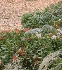 Gif of a grey squirrel digging in a bush. Its tail wags as its face is unseen. The wind blows the bush's greens around as the area around the squirrel shakes with its effort. Suddenly, the squirrel appears with a chocolate glazed donut, sprinkles on top, in its mouth. The squirrel's arms and hands hold the donut in place for a moment before it drops its arms, donut firmly in its mouth. The gif ends soon after.