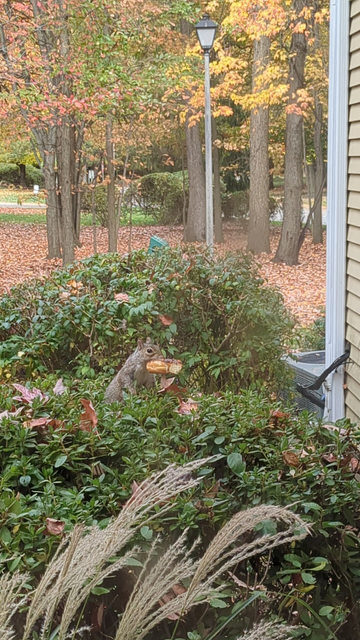 A grey squirrel stands on top of a bush, arms at its side, and a chocolate-glazed donut in its mouth. The donut has a clear human bite mark facing the camera as if it was tasted, then discarded. 